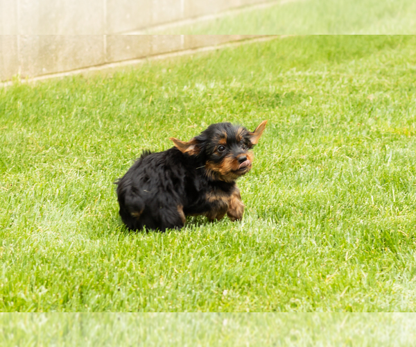Medium Photo #6 Yorkshire Terrier Puppy For Sale in NAPPANEE, IN, USA