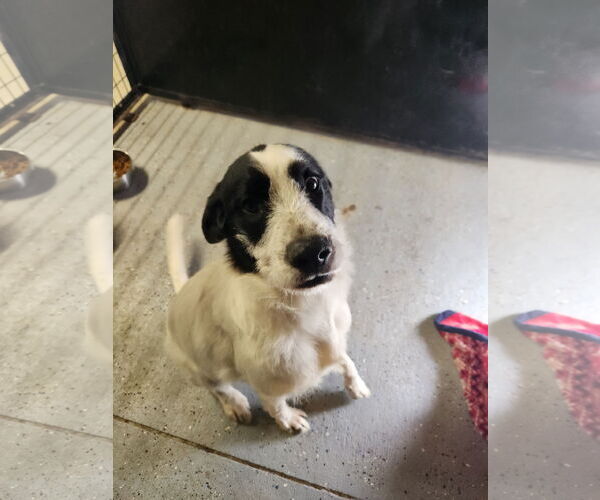 Medium Photo #8 Border Collie-Unknown Mix Puppy For Sale in Woodsfield, OH, USA