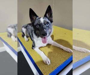 Australian Shepherd-Unknown Mix Dogs for adoption in Highland, IL, USA