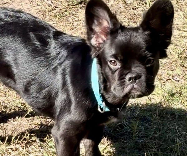 Medium Photo #1 French Bulldog Puppy For Sale in SAN ANTONIO, TX, USA