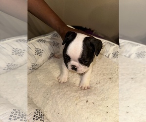French Bulldog Puppy for sale in MORENO VALLEY, CA, USA