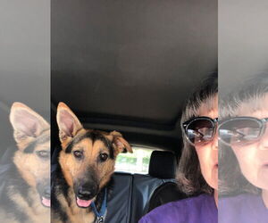 Mutt Dogs for adoption in NEWPORT NH, NH, USA