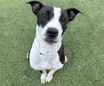 Small #2 American Pit Bull Terrier Mix
