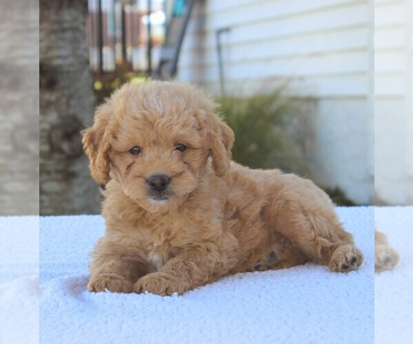 Medium Photo #2 Goldendoodle-Poodle (Miniature) Mix Puppy For Sale in GAP, PA, USA