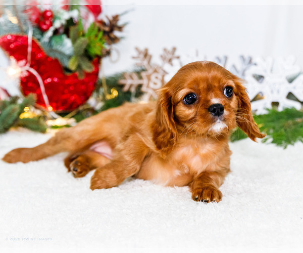 Medium Photo #60 Cavalier King Charles Spaniel Puppy For Sale in WAKARUSA, IN, USA