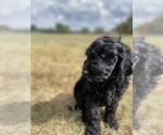 Small Photo #6 Labradoodle Puppy For Sale in HARRAH, OK, USA