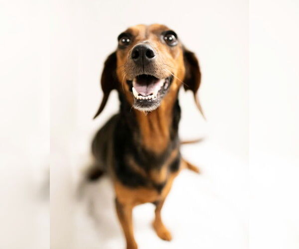 Medium Photo #2 Dachshund Puppy For Sale in Corona, CA, USA