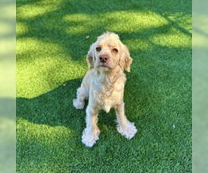 Cocker Spaniel Dogs for adoption in Salinas, CA, USA