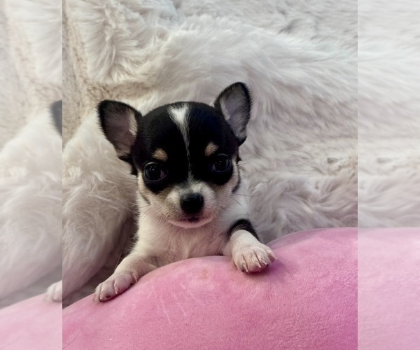 Medium Photo #3 Chihuahua Puppy For Sale in TIJERAS, NM, USA
