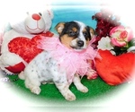 Small Photo #1 Australian Cattle Dog-Jack-Rat Terrier Mix Puppy For Sale in HAMMOND, IN, USA