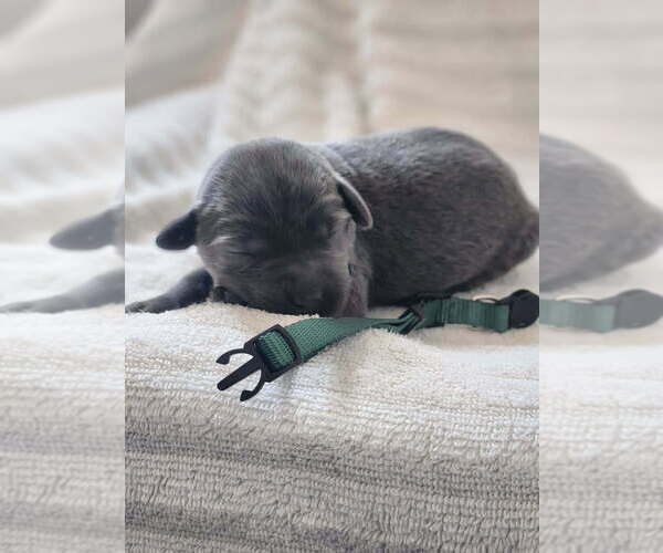 Medium Photo #7 Labrador Retriever Puppy For Sale in PIEDMONT, SD, USA