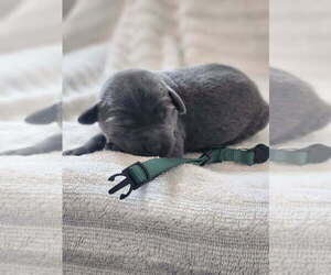 Medium Labrador Retriever
