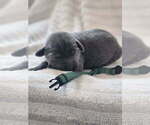 Puppy 6 Labrador Retriever