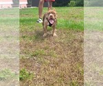 Small American Bully