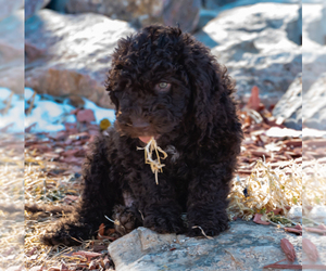 Spanish Water Dog Puppy for sale in SIMLA, CO, USA