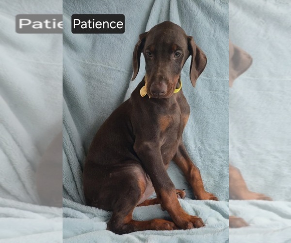 Medium Photo #7 Doberman Pinscher Puppy For Sale in POMEROY, OH, USA