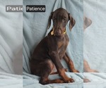 Small #6 Doberman Pinscher