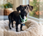Small Chihuahua Mix