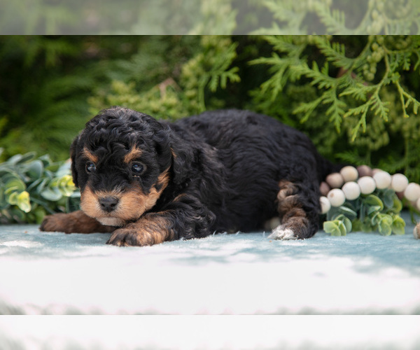 Medium Photo #2 Miniature Bernedoodle Puppy For Sale in BREMEN, IN, USA