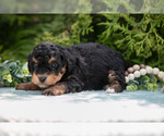 Small Photo #13 Miniature Bernedoodle Puppy For Sale in BREMEN, IN, USA