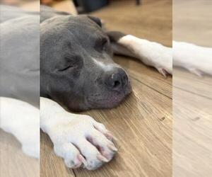 Mutt Dogs for adoption in Las Vegas, NV, USA