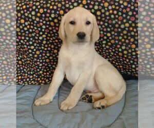 Labrador Retriever Puppy for sale in CALIENTE, CA, USA