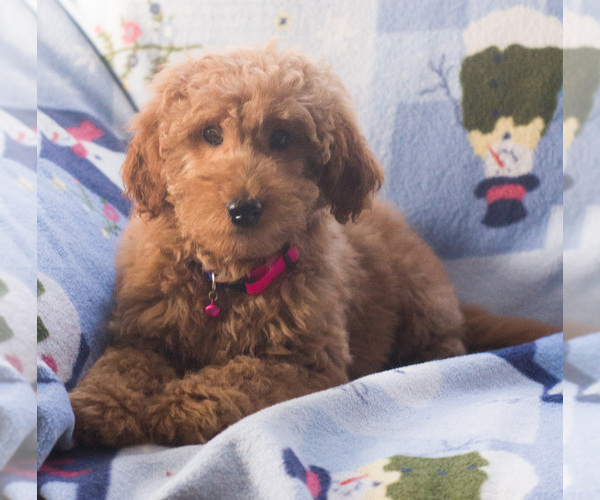 Medium Photo #6 Goldendoodle Puppy For Sale in MILWAUKEE, WI, USA
