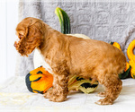 Small Photo #7 Cocker Spaniel Puppy For Sale in WAKARUSA, IN, USA