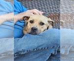 Small #2 Boxer Mix