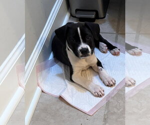 American Staffordshire Terrier-Unknown Mix Dogs for adoption in Holly Springs, NC, USA