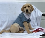 Small Photo #10 Labrador Retriever Puppy For Sale in SEATTLE, WA, USA