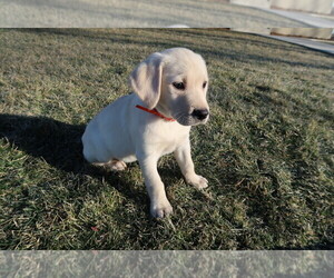 Labrador Retriever Puppy for sale in KOKOMO, IN, USA