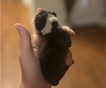 Small #1 Boston Terrier