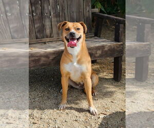 Mia (Courtesy Post) Foster or Adopt Me! - Female Labrador Retriever-Unknown Mix Dog for Adoption - Photo #4