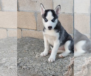 Siberian Husky Puppy for sale in GLADWIN, MI, USA