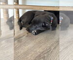 Small #5 Labrador Retriever Mix