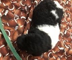 Small Photo #14 Poodle (Standard) Puppy For Sale in BELLA VISTA, AR, USA