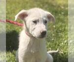 Small Great Pyrenees Mix