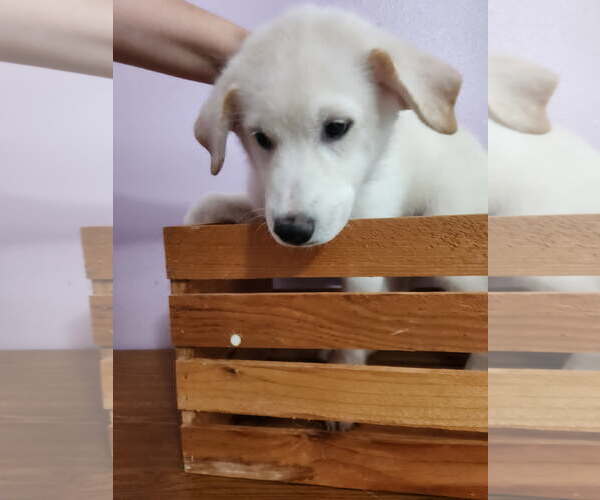 Medium Photo #1 Mutt Puppy For Sale in The Woodlands, TX, USA