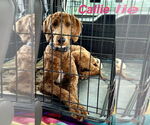 Small #1 Poodle (Standard)