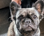 Small Photo #1 French Bulldog Puppy For Sale in MOUNT JOY, PA, USA