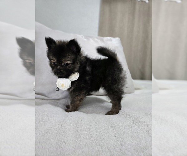Medium Photo #17 Pomeranian Puppy For Sale in BRONSON, MI, USA