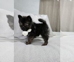 Small Photo #17 Pomeranian Puppy For Sale in BRONSON, MI, USA