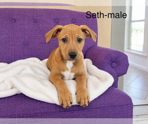 Rhodesian Ridgeback-Unknown Mix Dogs for adoption in Rockaway, NJ, USA