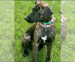 Small #3 Labrador Retriever Mix