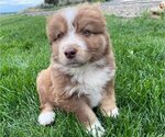 Small Photo #3 Australian Shepherd Puppy For Sale in PROSSER, WA, USA