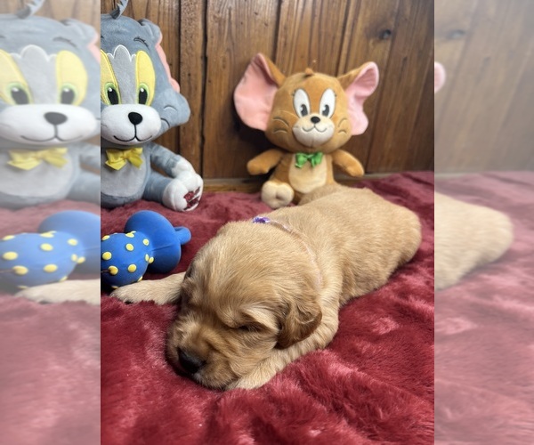 Medium Photo #7 Golden Retriever Puppy For Sale in NEOLA, WV, USA
