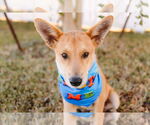 Small #6 Pembroke Welsh Corgi Mix