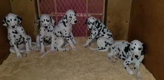 Dalmatian Puppy for sale in DUVALL, WA, USA