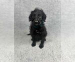 Small #2 Poodle (Standard) Mix